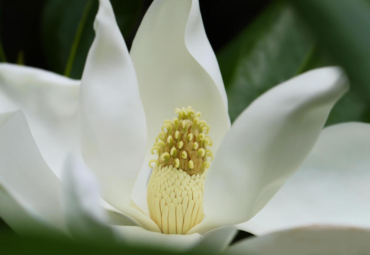 The Magnolia Family