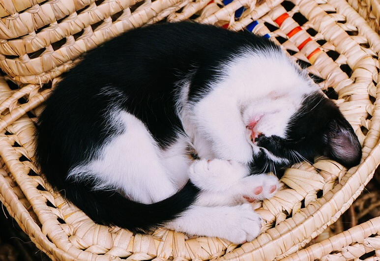 The Vital Connection Between Sleep and Immunity