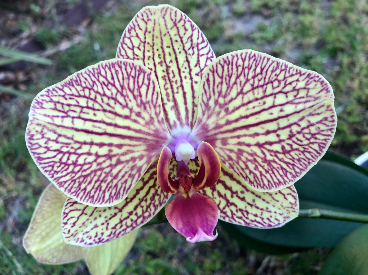 Orchids: Nature’s Diverse Beauties